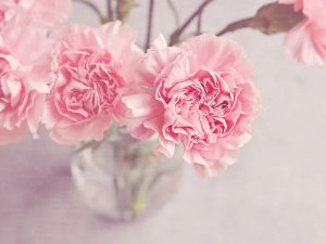What do carnations symbolize?